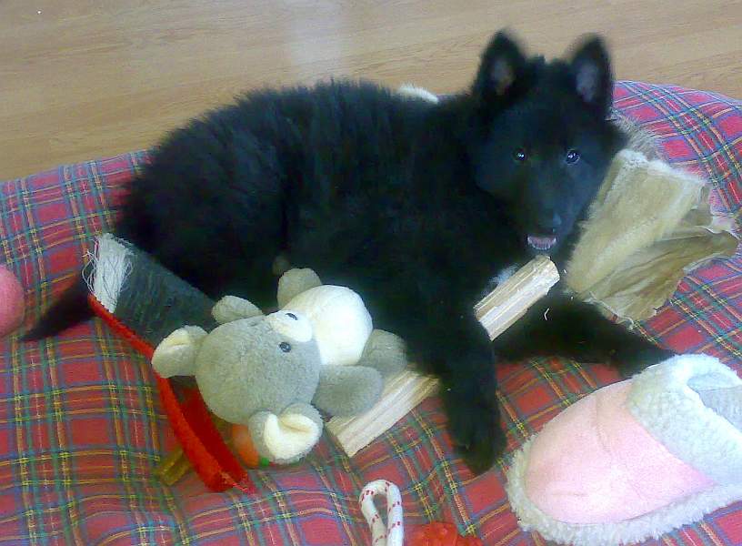 9 weeks