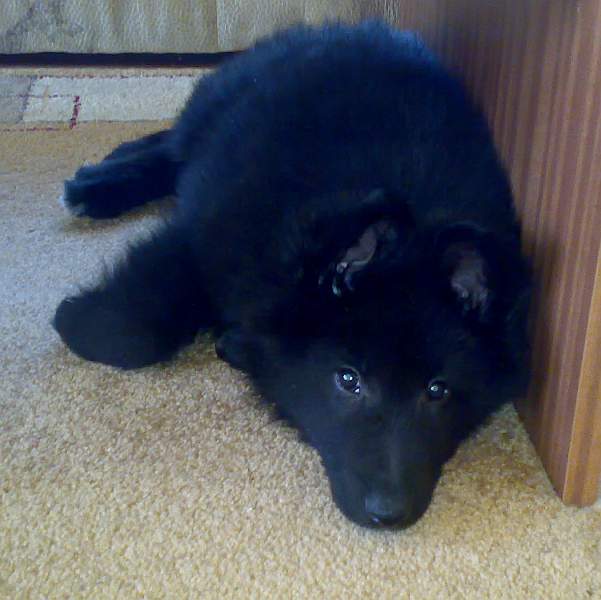 9 weeks