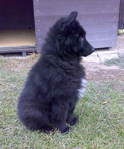 10 weeks