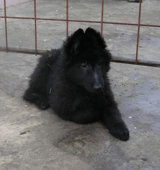11 weeks