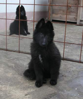 11 weeks