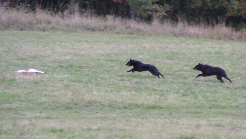 Domia (5.5 years old) + Lia (8.5 years old) - coursing practice