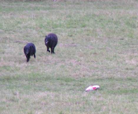 Domia (5.5 years old) + Lia (8.5 years old) - coursing practice