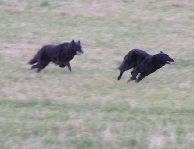 Domia (5.5 years old) + Lia (8.5 years old) - coursing practice