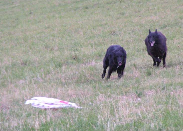 Domia (5.5 years old) + Lia (8.5 years old) - coursing practice