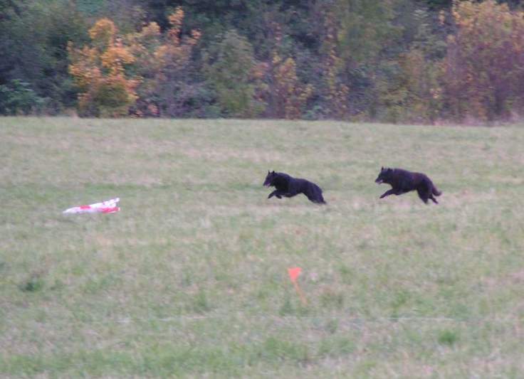 Domia (5.5 years old) + Lia (8.5 years old) - coursing practice