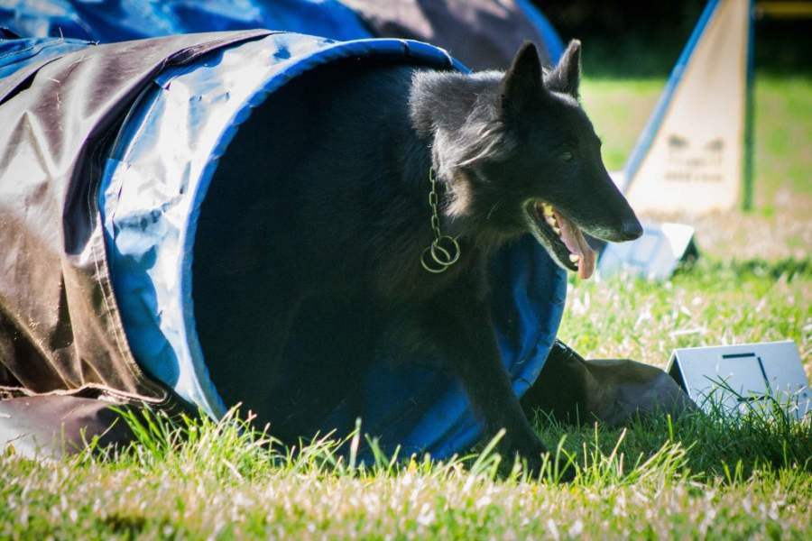 Domia (8,5 roku) - Agility tábor Srbská Kamenice 02.-09.08.2015
