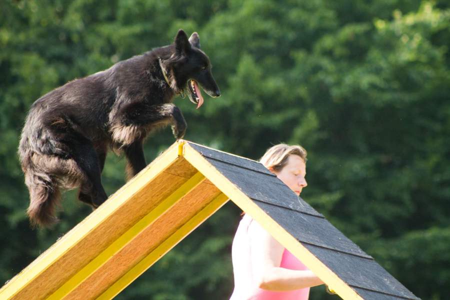Domia (8,5 roku) - Agility tábor Srbská Kamenice 02.-09.08.2015