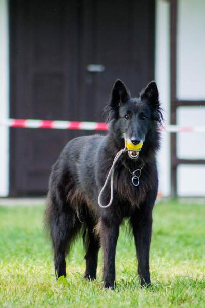 Domia (8,5 roku) - Agility tábor Srbská Kamenice 02.-09.08.2015