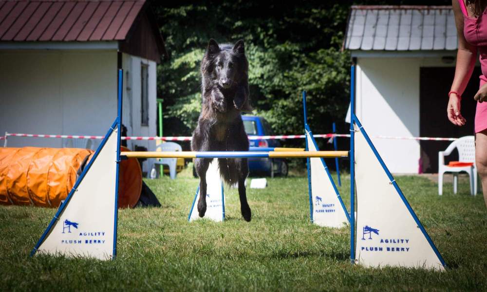 Fiona Agility Camp 4