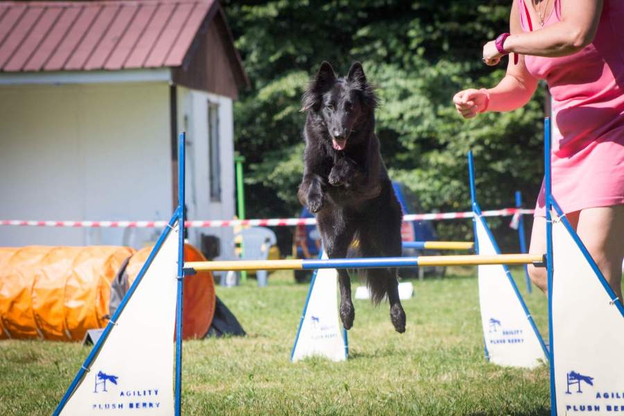 Fiona Agility Camp 5