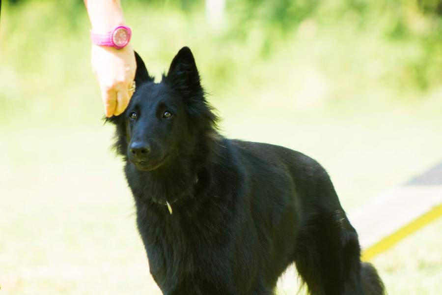 Fiona Agility Camp 7