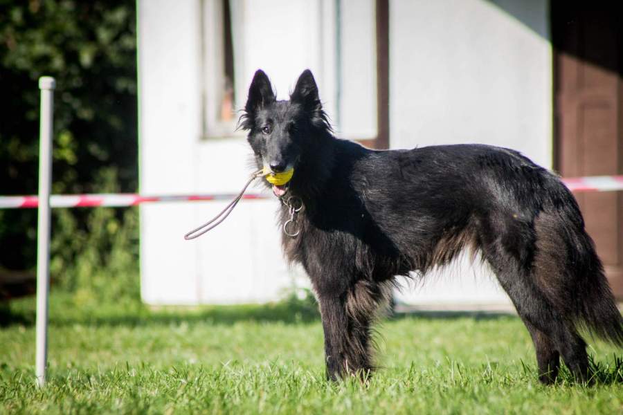 Domia (8,5 roku) - Agility tábor Srbská Kamenice 02.-09.08.2015