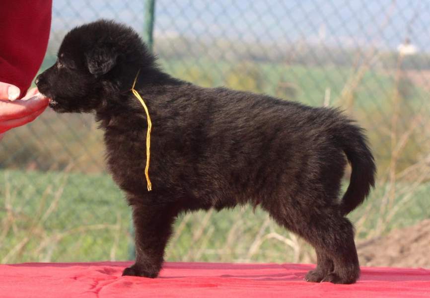 5 weeks 6