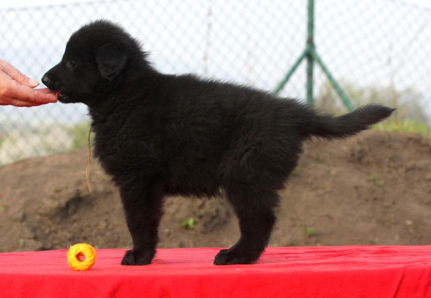 6 weeks 4