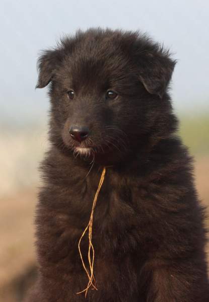 6 weeks 5