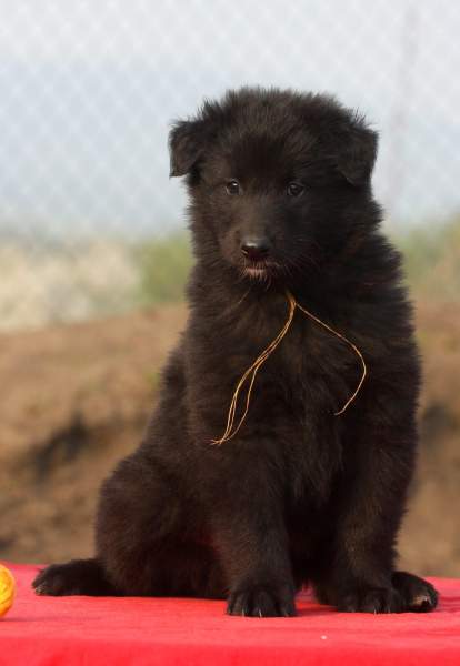 6 weeks 6