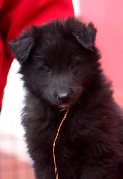 7 weeks 17