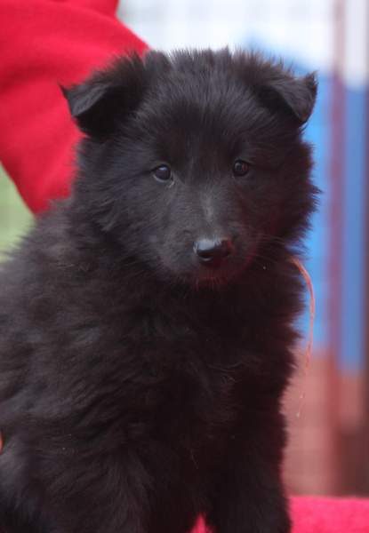 7 weeks 2