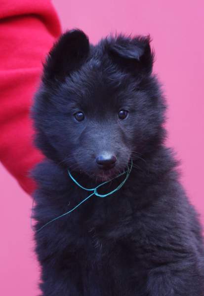 7 weeks 26