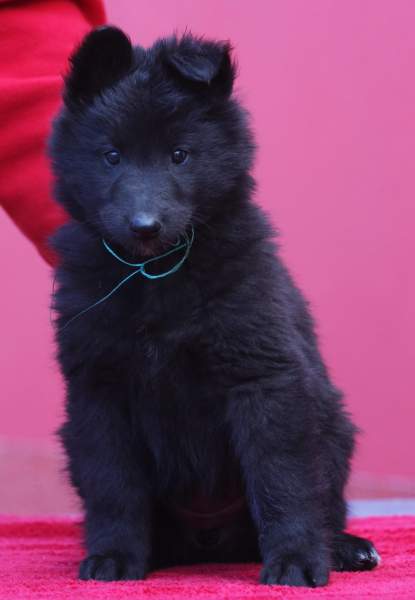 7 weeks 28