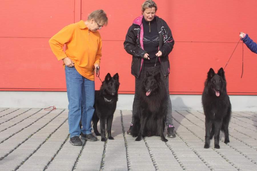 Farkles, Fuzzy, father Nox 1