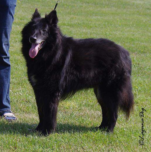 Black Jack - Speciální a Klubová výstava Mladá Boleslav 2011