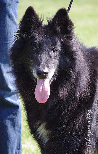 Black Jack - Speciální a Klubová výstava Mladá Boleslav 2011