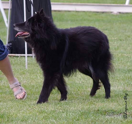 Black Jack - Speciální a Klubová výstava Mladá Boleslav 2011