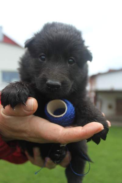 4 weeks 18