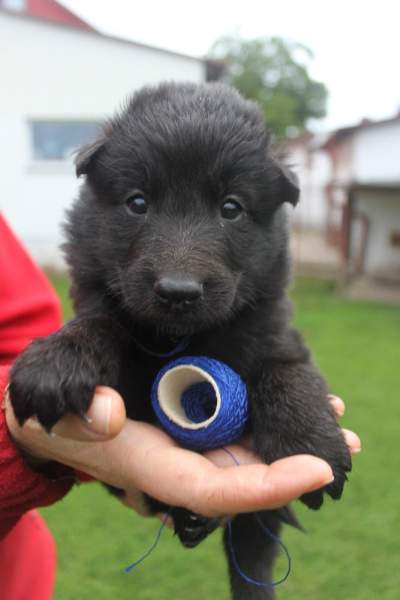 4 weeks 19