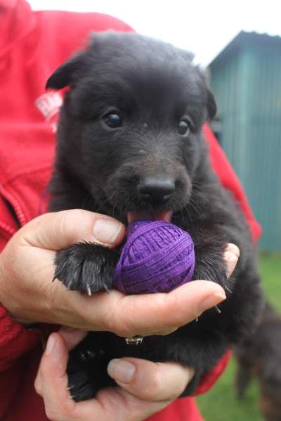 4 weeks 8