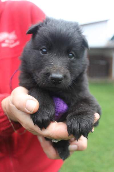 4 weeks 9