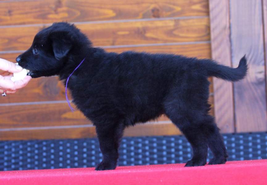 5.5 weeks 5