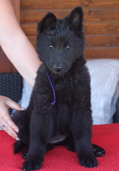 8 weeks 12