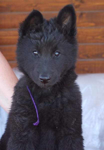 8 weeks 13
