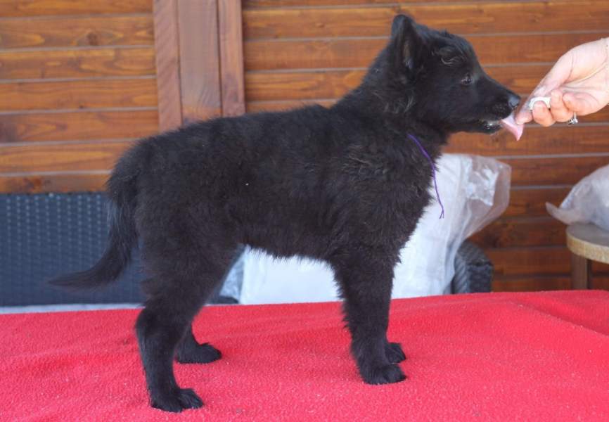 8 weeks 14