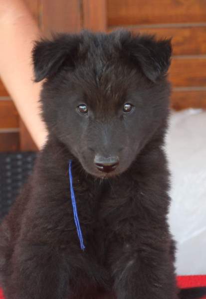 8 weeks 6