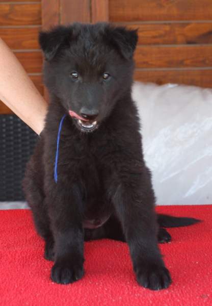 8 weeks 7