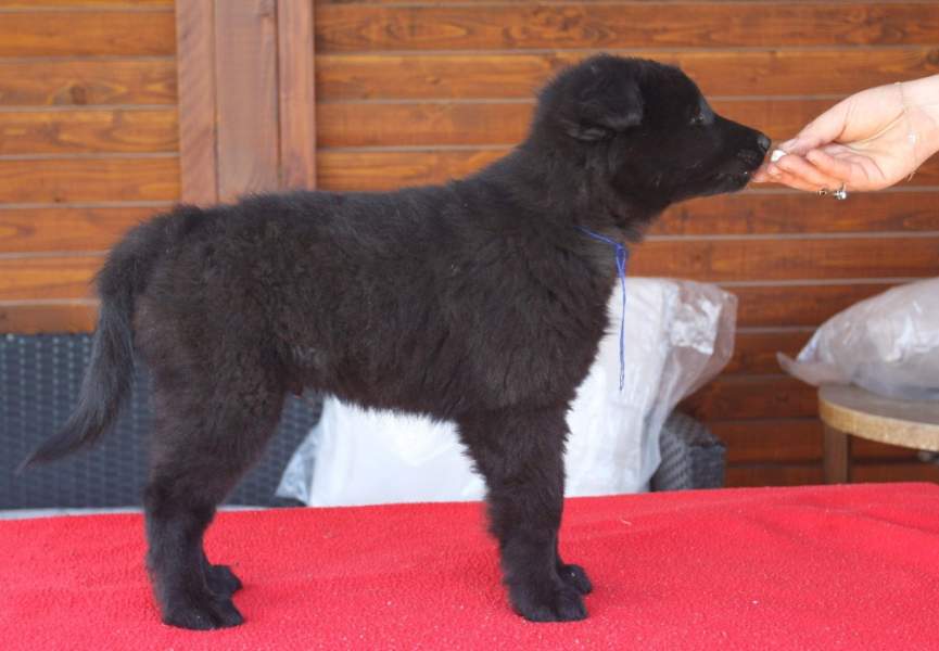 8 weeks 9