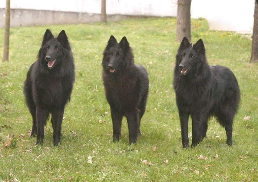 CACIB České Budějovice 2019