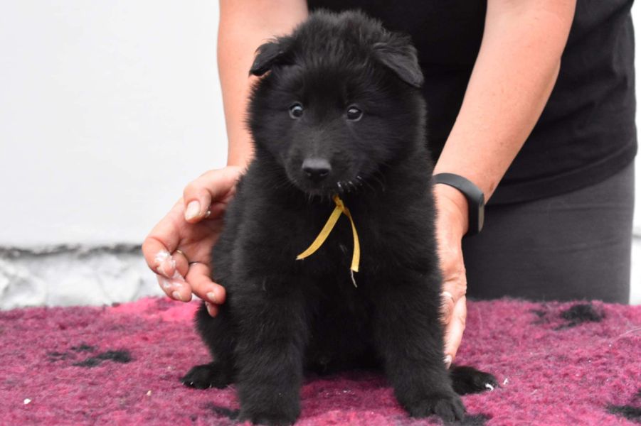 5 weeks 1