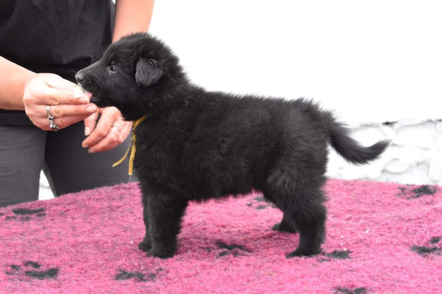 5 weeks 2