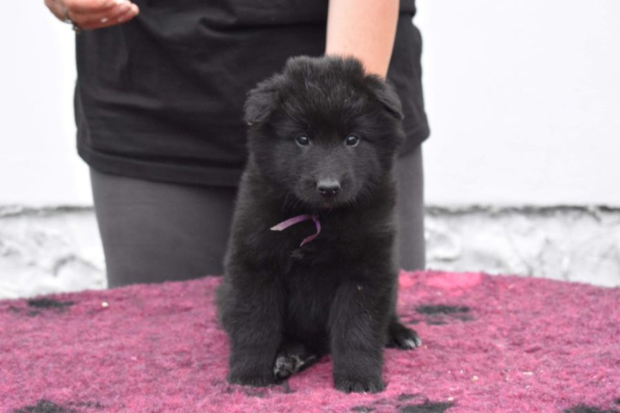 5 weeks 1