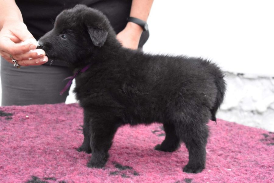 5 weeks 2