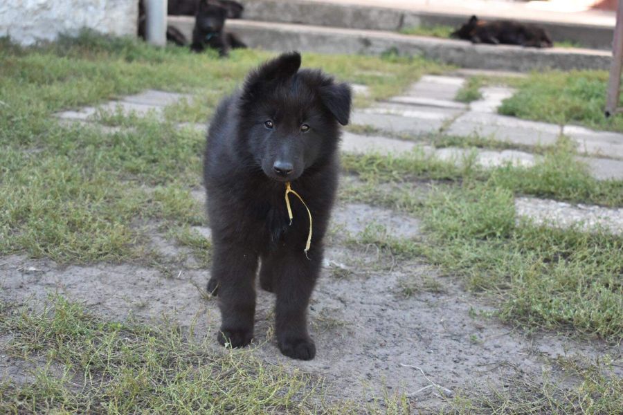 8 weeks 1