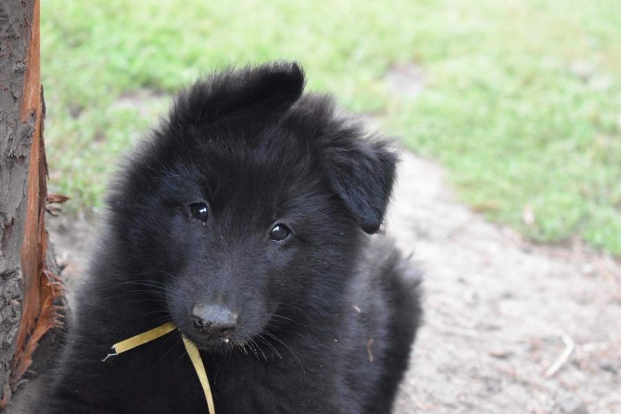 8 weeks 2