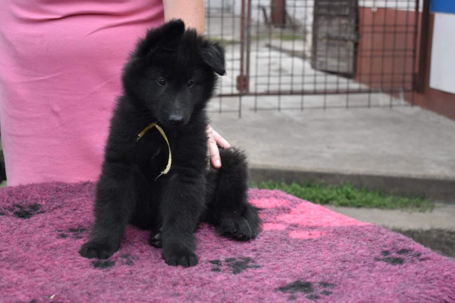 8 weeks 2