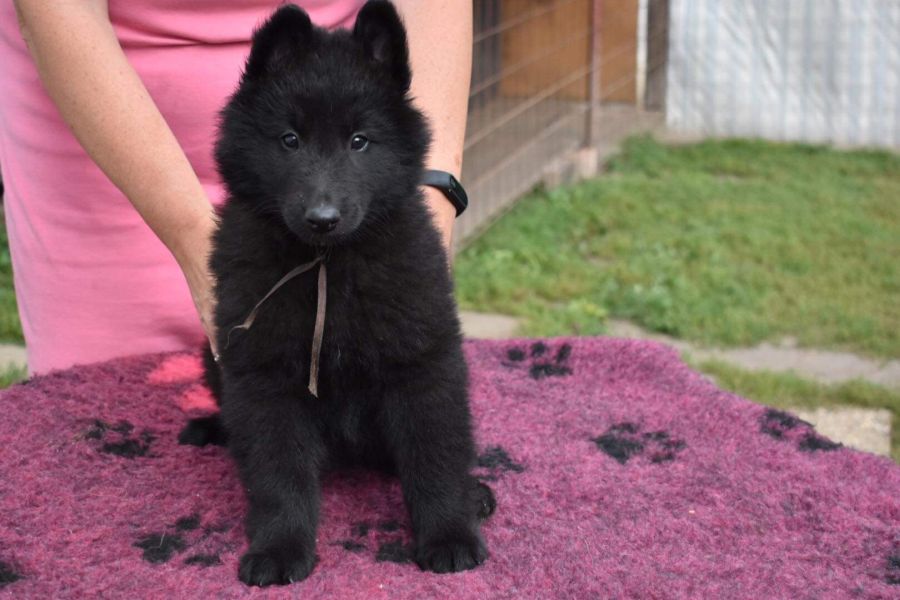8 weeks 2