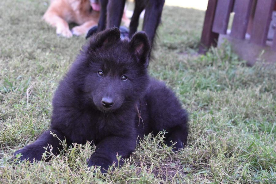 8 weeks 3